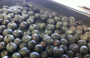 blueberry2