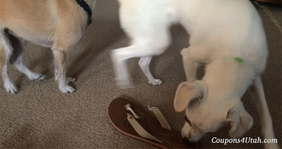 Dogs Chewing Shoes