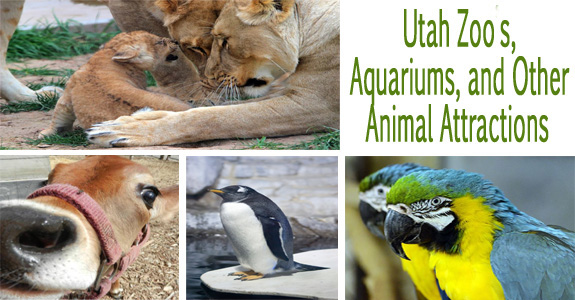 animal attractions 1